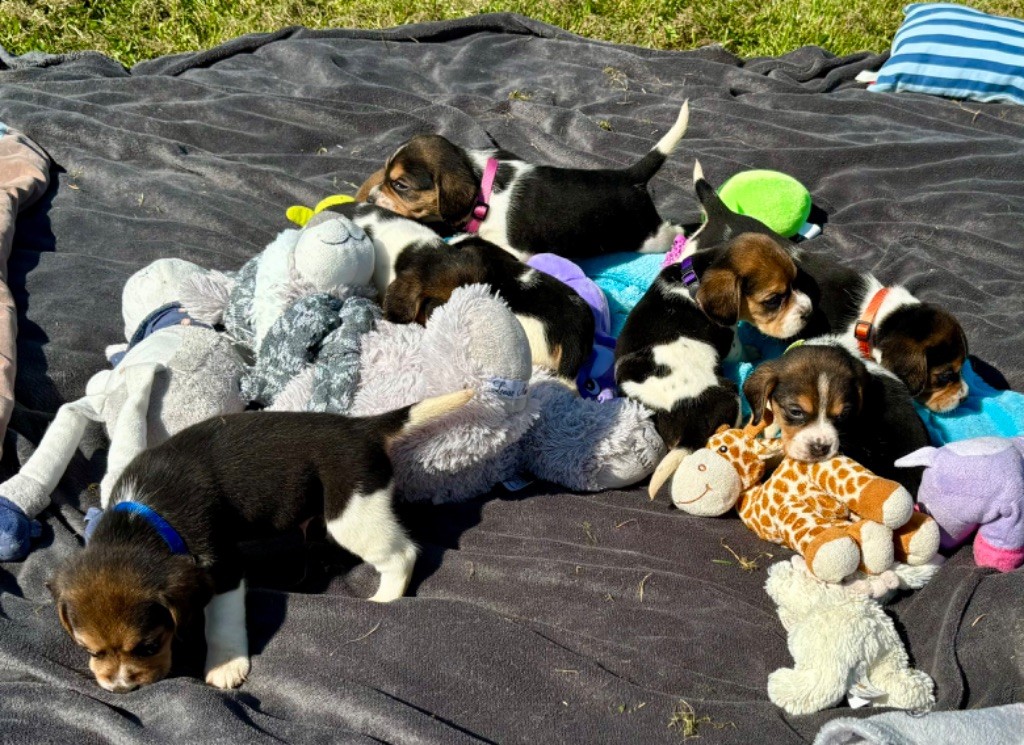 chiot Beagle De l'aigle de meaux