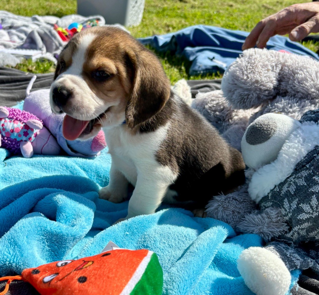 De l'aigle de meaux - Chiots disponibles - Beagle