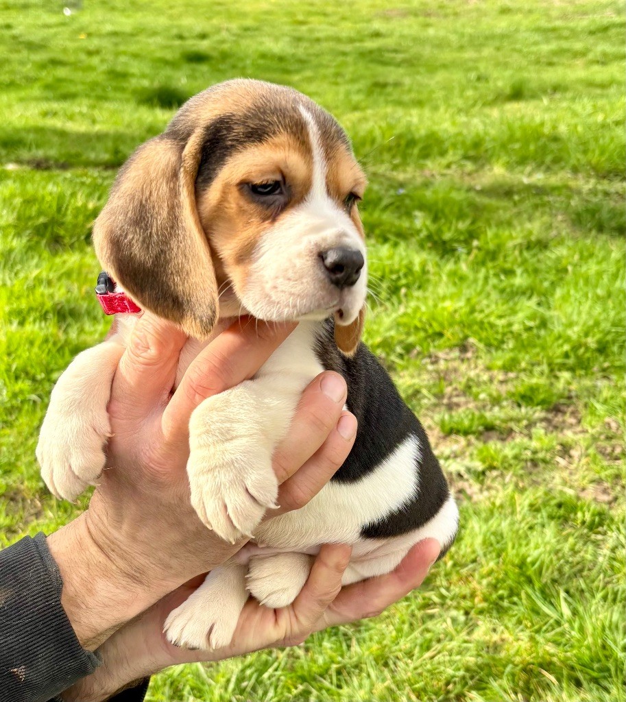 De l'aigle de meaux - Beagle - Portée née le 05/01/2024